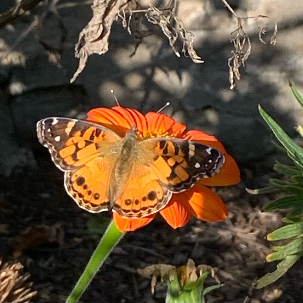 Meet your Posher, Ellen